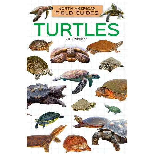 Turtles