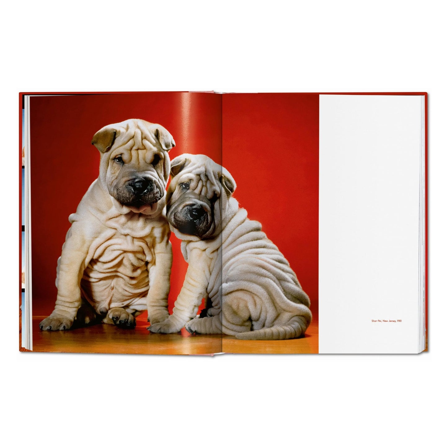 Walter Chandoha. Dogs. Photographs 1941–1991 (German, French, English) Book