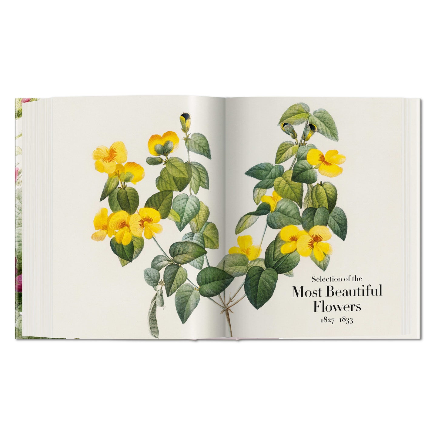 Redouté. The Book of Flowers (German, French, English) Book
