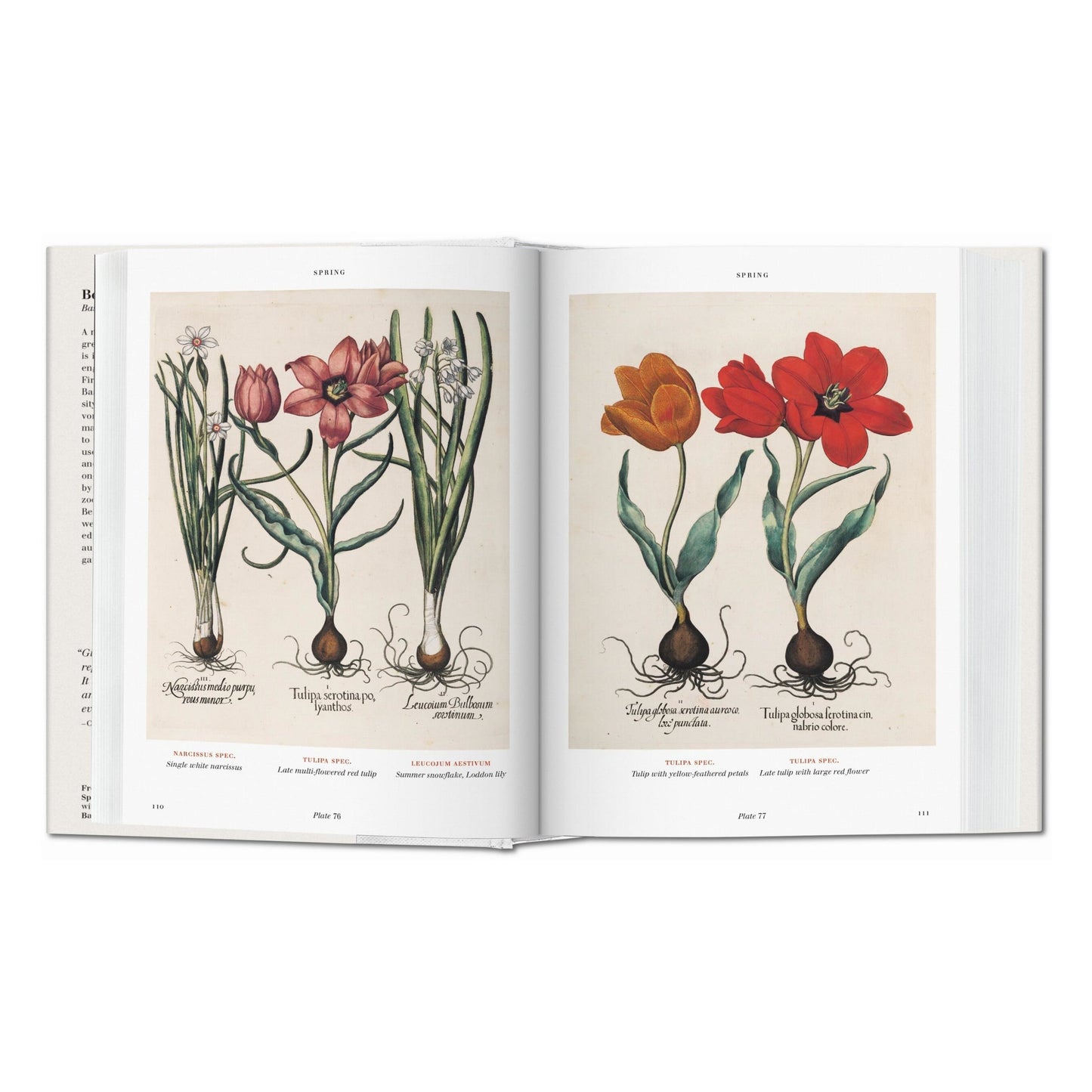 Basilius Besler. Florilegium. The Book of Plants (English) Book