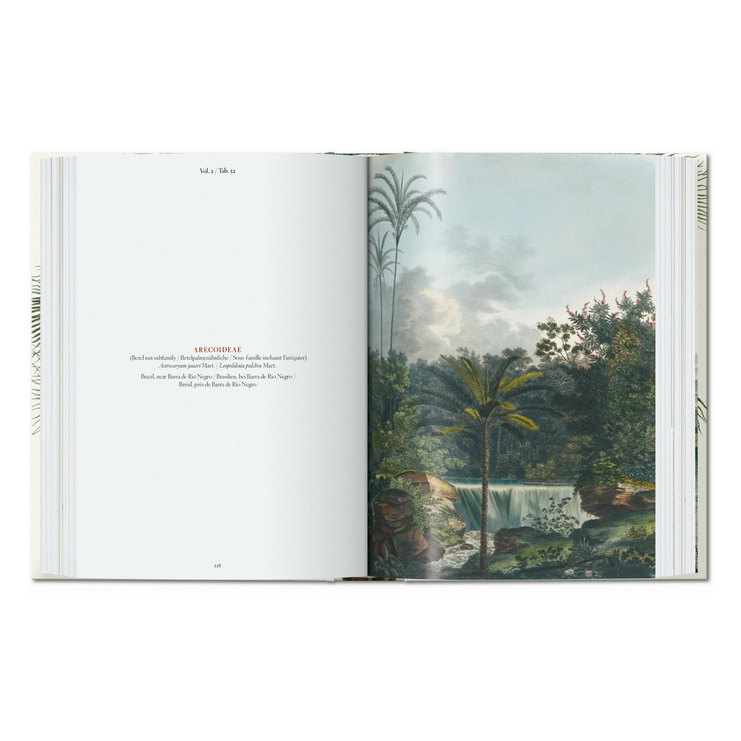 Martius. The Book of Palms. 45th Ed. (German, French, English) Book