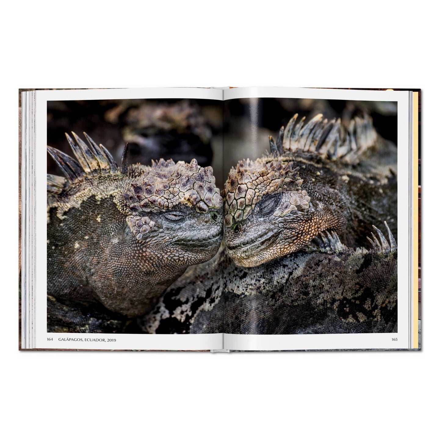 Steve McCurry. Animals (English) Book