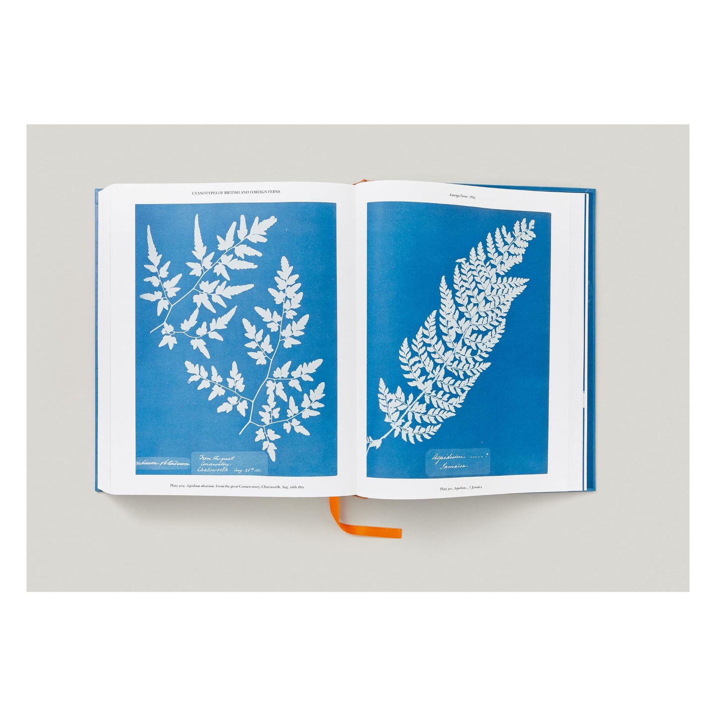 Anna Atkins. Cyanotypes (German, French, English) (FFE) Book