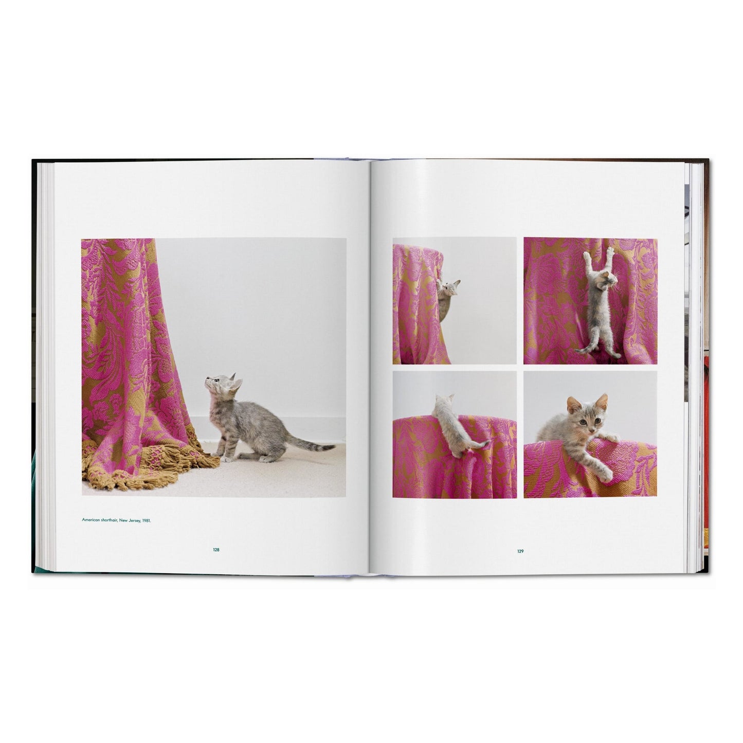 Walter Chandoha. Cats. Photographs 1942–2018 (German, French, English) Book