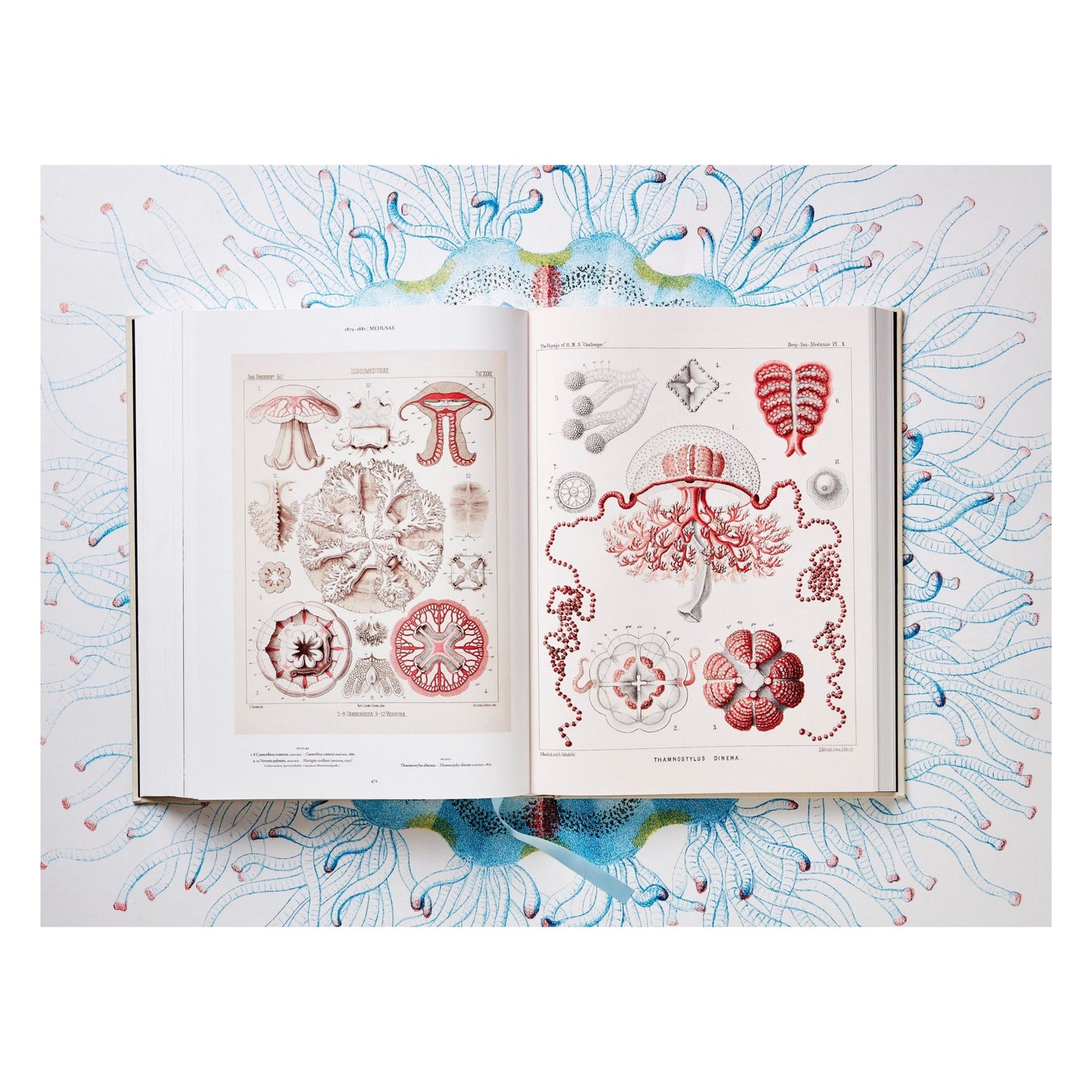 The Art and Science of Ernst Haeckel (German, French, English) Book