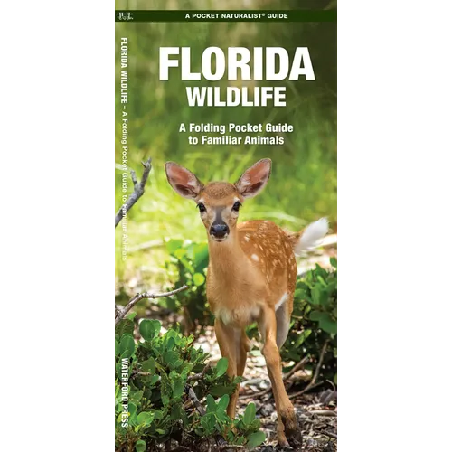 Florida Wildlife: An Introduction to Familiar Species