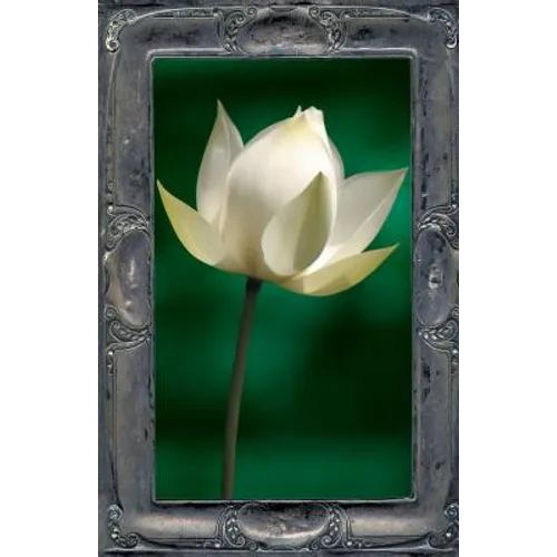 Letting the Lotus Bloom: The Expression of Soul Through Flowers