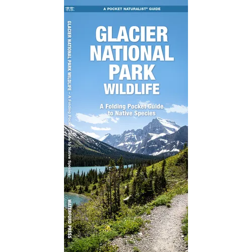 Glacier National Park Wildlife