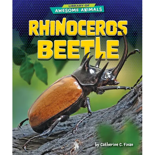 Rhinoceros Beetle