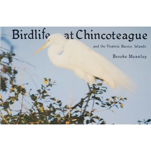 Birdlife at Chincoteague and the Virginia Barrier Islands