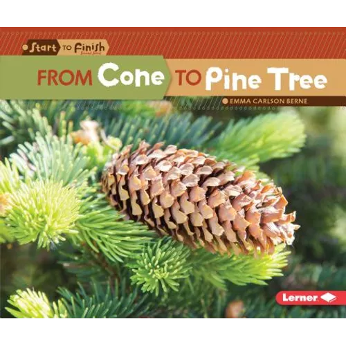 From Cone to Pine Tree
