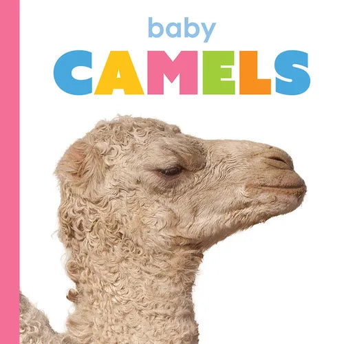 Baby Camels