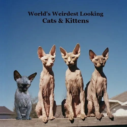 World's Weirdest Looking Cats and Kittens Kids Book: Great Way for Children to Meet the Weirdest Looking Cats and Kittens