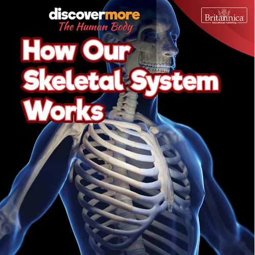 How Our Skeletal System Works