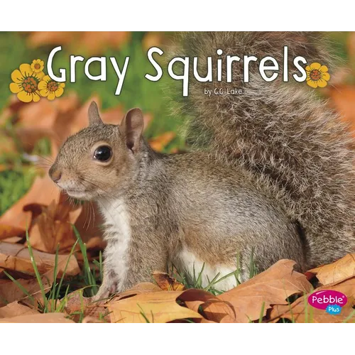 Gray Squirrels