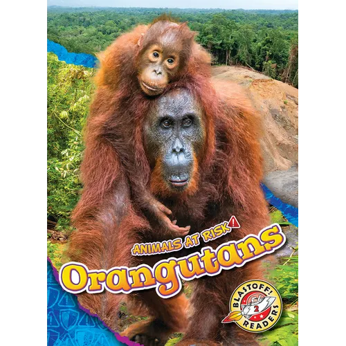 Orangutans