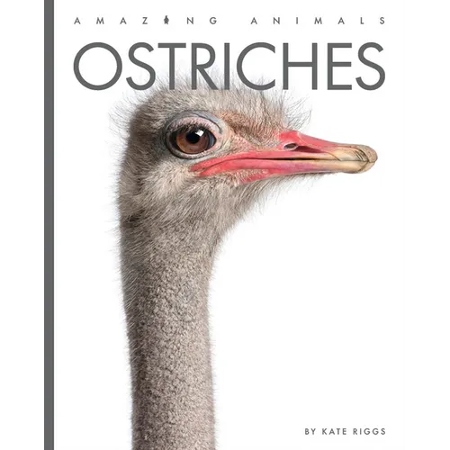 Ostriches