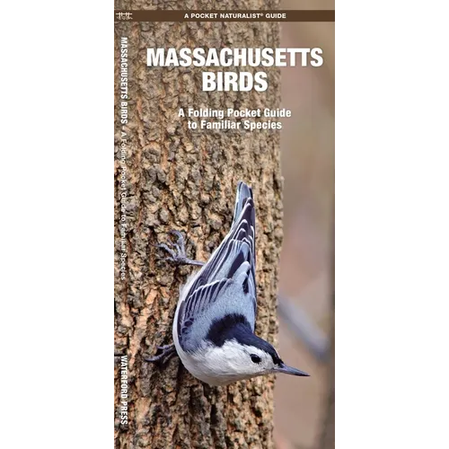 Massachusetts Birds: A Folding Pocket Guide to Familiar Species