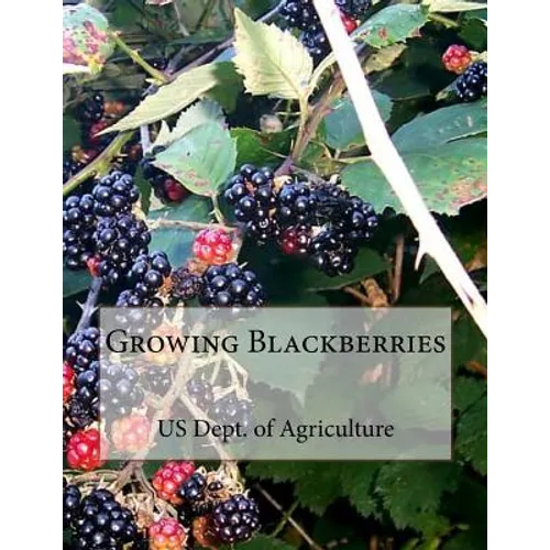 Growing Blackberries