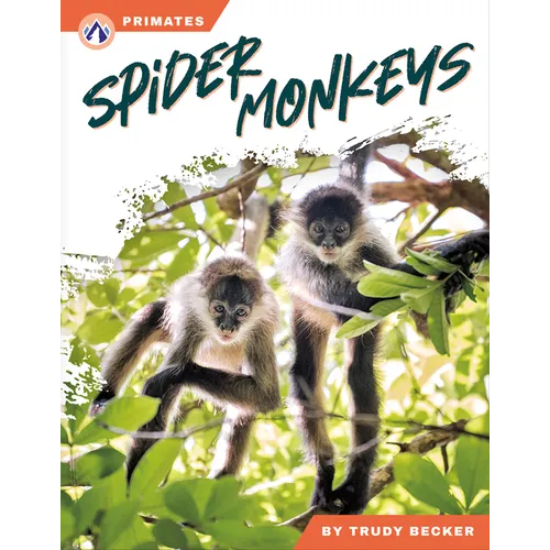 Spider Monkeys