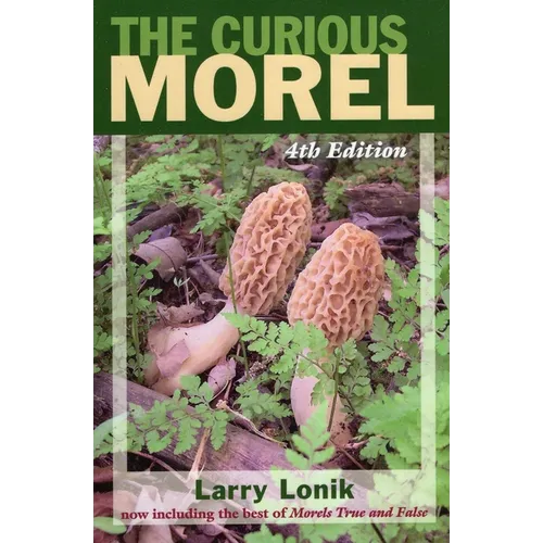 Curious Morel