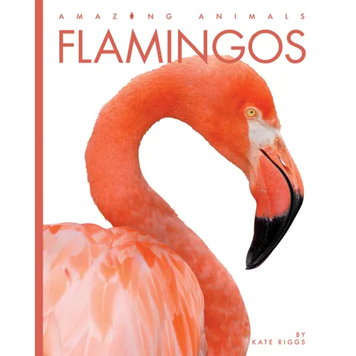Flamingos