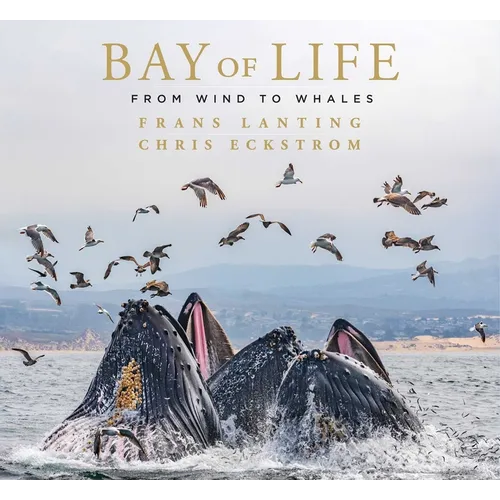 Bay of Life: From Wind to Whales