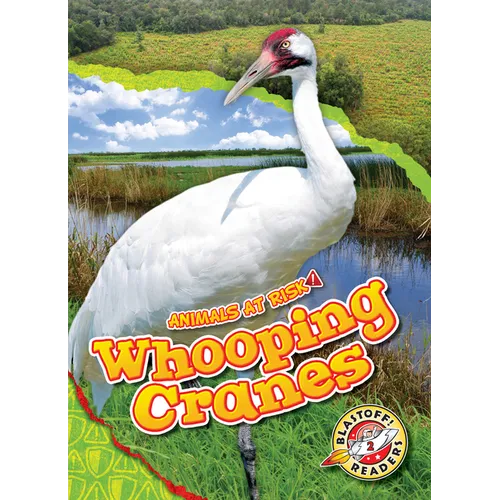 Whooping Cranes