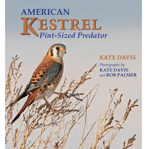 American Kestrel: Pint-Sized Predator