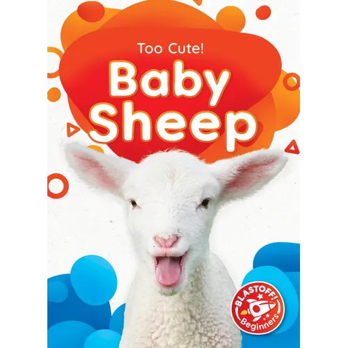 Baby Sheep