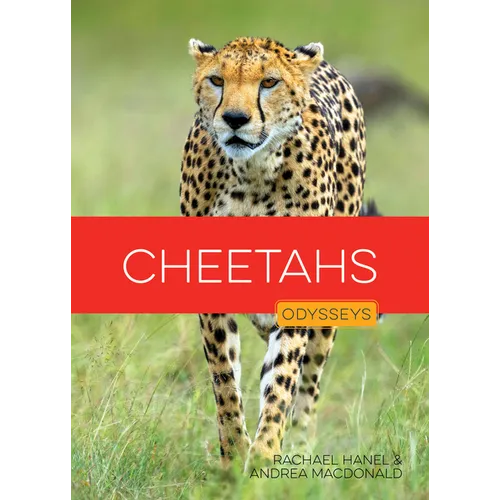 Cheetahs