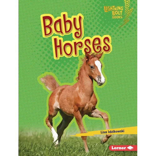 Baby Horses