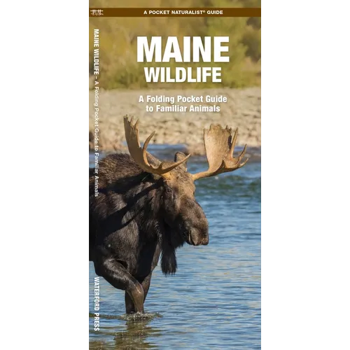 Maine Wildlife: A Folding Pocket Guide to Familiar Animals