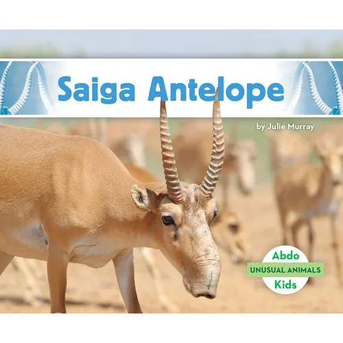 Saiga Antelope