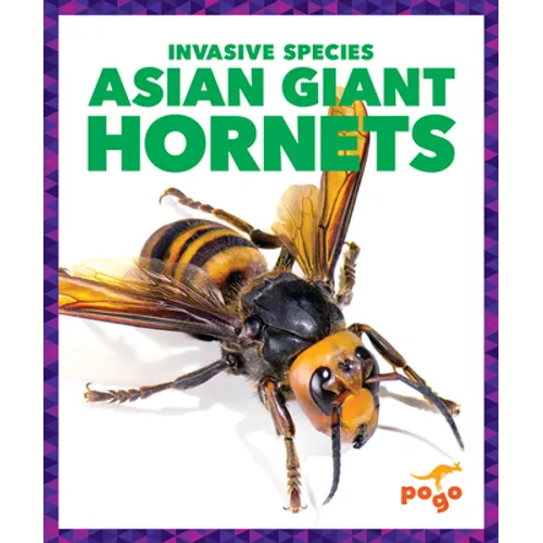 Asian Giant Hornets