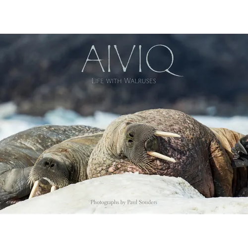 Aiviq: Life with Walruses